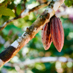 Cacao e Amazzonia: il piano del Brasile tra riforestazione e rischi